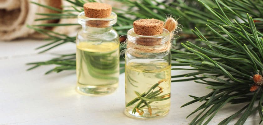 [Ульвия Голденбрук] Использование сосны в фитотера_0.png